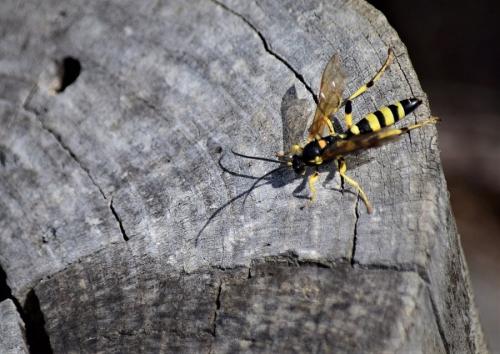 Ichneumon xanthorius